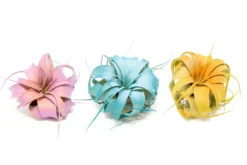 Color Enhanced - Mini Tillandsia Xerographica Air Plants In Custom Dual Colors -Air Plant Supply Store Enhanced Colored Tillandsia Air Plant Xerographica Duo min 1 scaled