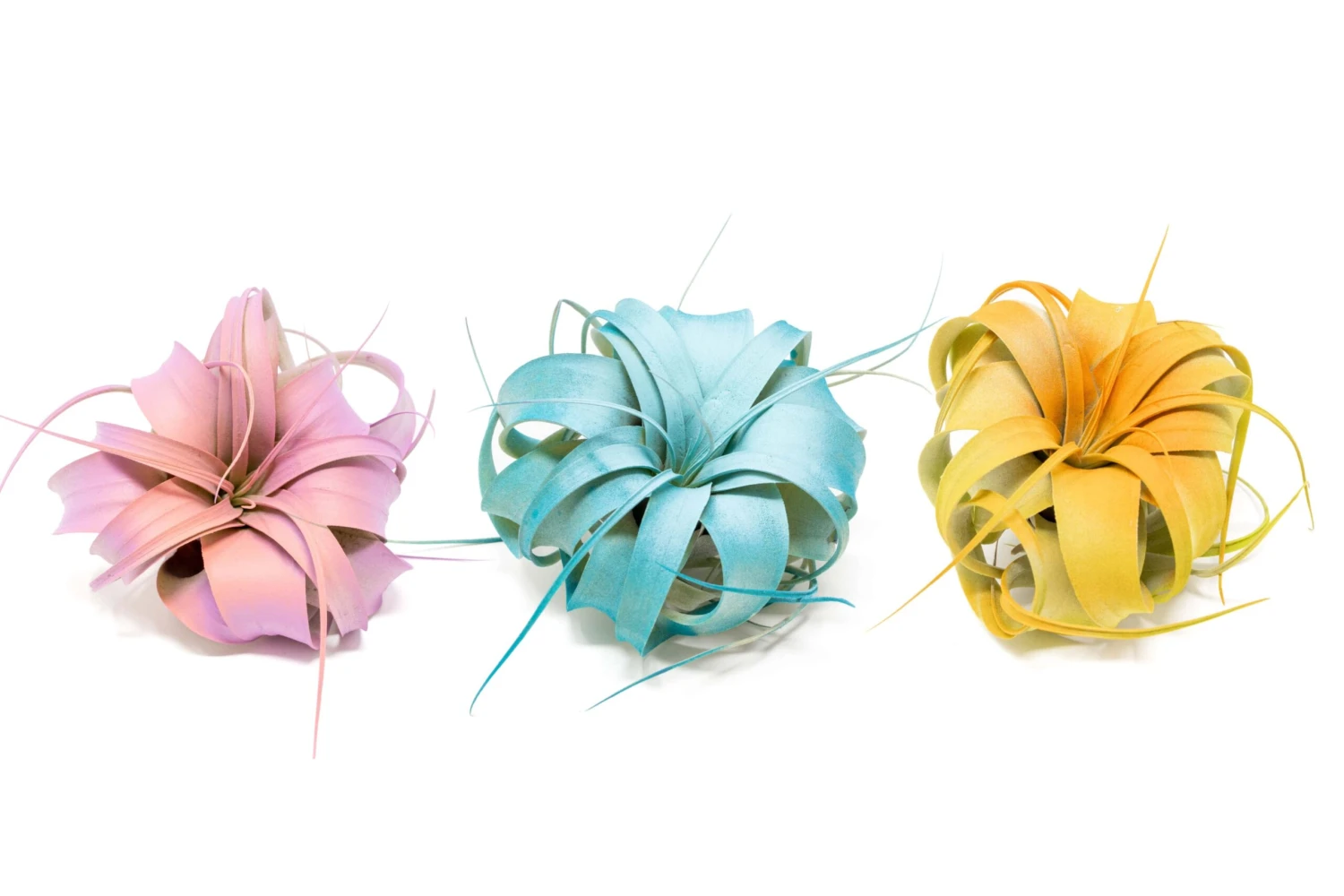 Color Enhanced - Mini Tillandsia Xerographica Air Plants In Custom Dual Colors - Image 8