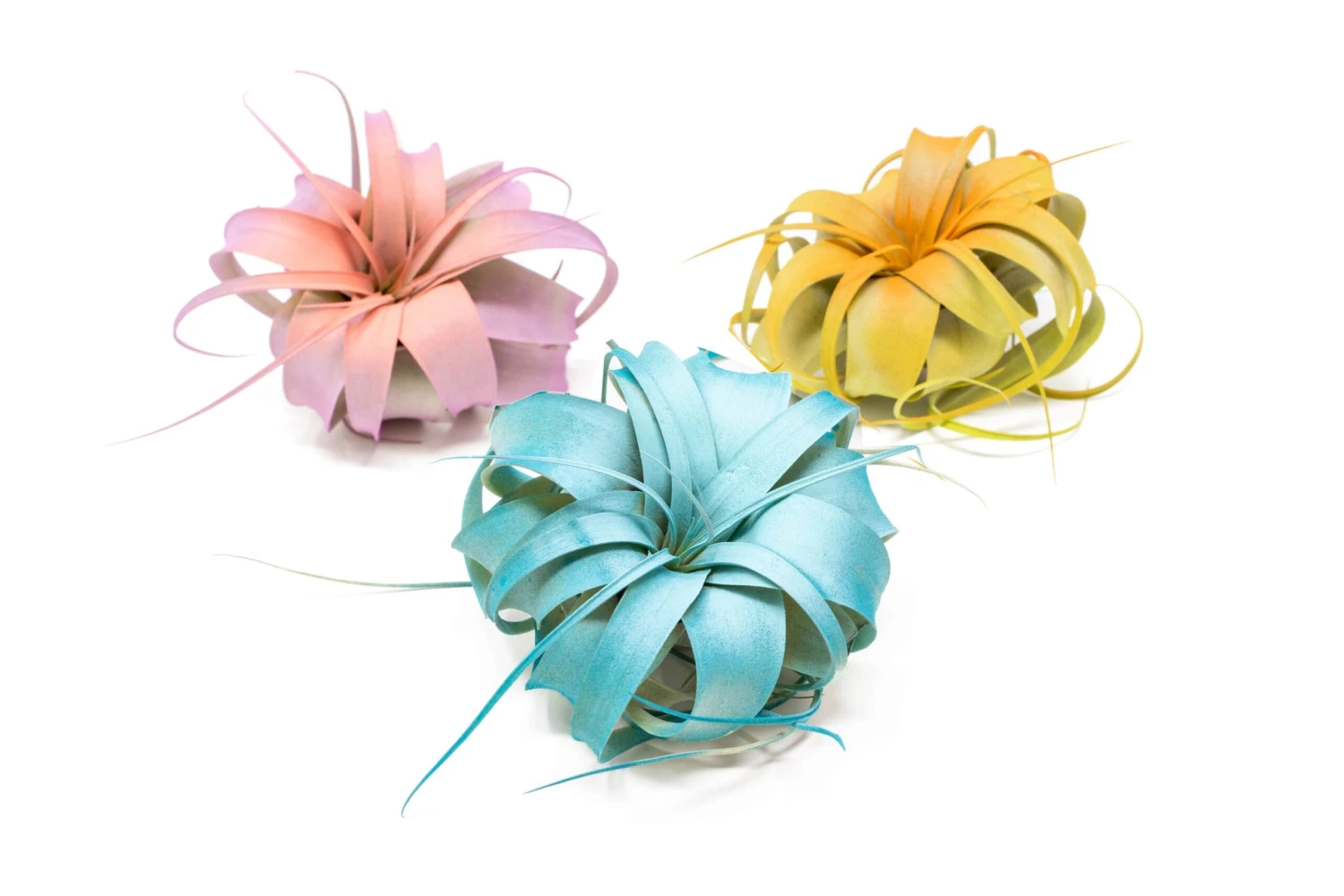 Color Enhanced - Mini Tillandsia Xerographica Air Plants In Custom Dual Colors