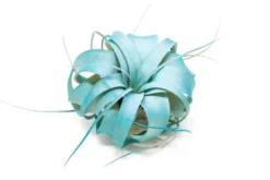 Color Enhanced - Mini Tillandsia Xerographica Air Plants In Custom Dual Colors -Air Plant Supply Store Enhanced Colored Tillandsia Air Plant Xerographica Frost 1 1 scaled