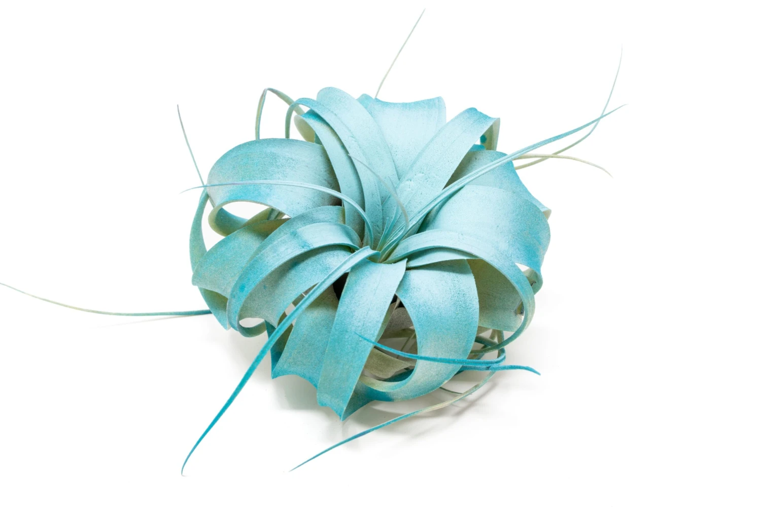 Color Enhanced - Mini Tillandsia Xerographica Air Plants 'Frost' 1 Color Enhanced - Mini Tillandsia Xerographica Air Plants 'Frost'