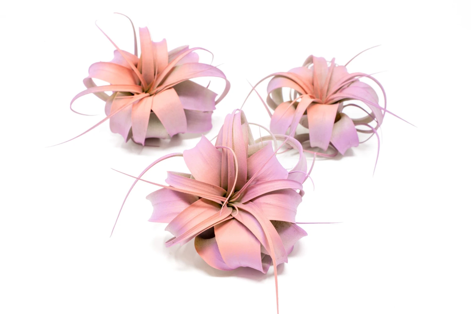 Color Enhanced - Mini Tillandsia Xerographica Air Plants In Custom Dual Colors - Image 3