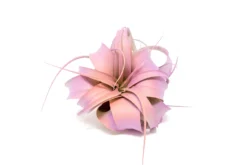 Color Enhanced - Mini Tillandsia Xerographica Air Plants In Custom Dual Colors -Air Plant Supply Store Enhanced Colored Tillandsia Air Plant Xerographica Hawaiian Sunset 2 1 scaled