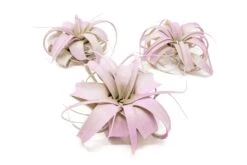 Lavender Enhanced Tillandsia Air Plants - Colorful Air Plants -Air Plant Supply Store Enhanced Colored Tillandsia Air Plant Xerographica Lavender 1