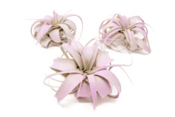 Lavender Enhanced Tillandsia Air Plants - Colorful Air Plants -Air Plant Supply Store Enhanced Colored Tillandsia Air Plant Xerographica Lavender 1 scaled