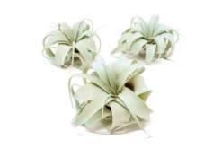 Color Enhanced - Mini Tillandsia Xerographica Air Plants -Air Plant Supply Store Enhanced Colored Tillandsia Air Plant Xerographica Light Blue 1 1 scaled