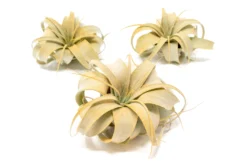 Orange Enhanced Tillandsia Air Plants - Colorful Air Plants 21 Orange Enhanced Tillandsia Air Plants - Colorful Air Plants -Air Plant Supply Store Enhanced Colored Tillandsia Air Plant Xerographica Orange 1 scaled