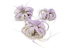 Purple Enhanced Tillandsia Air Plants - Colorful Air Plants -Air Plant Supply Store Enhanced Colored Tillandsia Air Plant Xerographica Purple 1