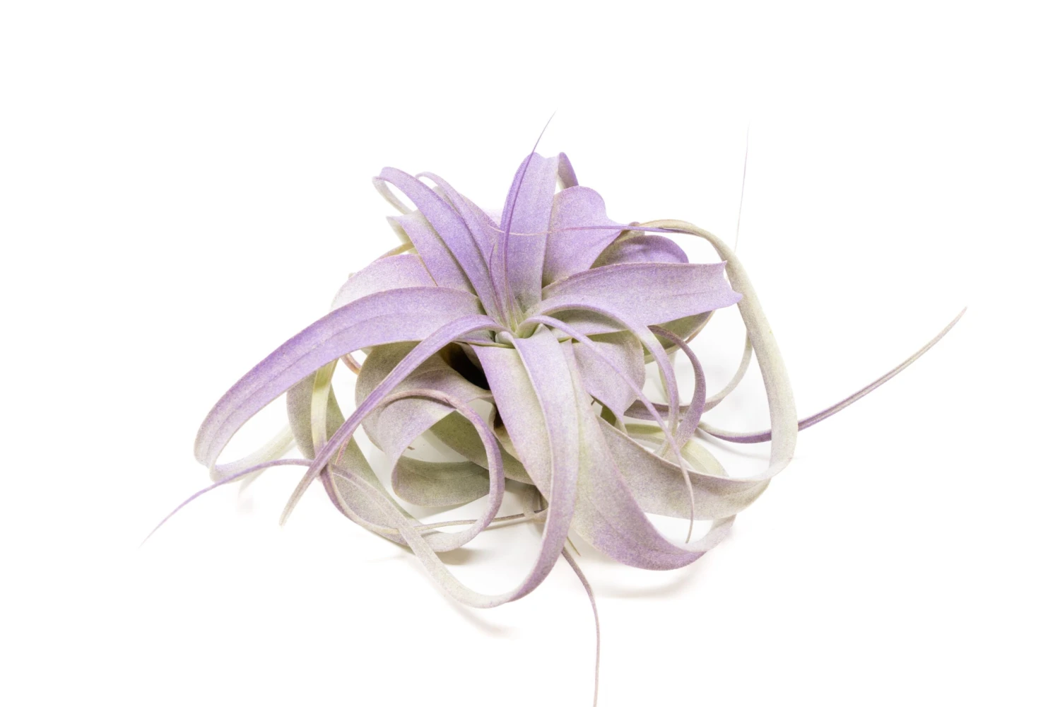 Purple Enhanced Tillandsia Air Plants - Colorful Air Plants - Image 2