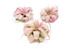 Air Plant Supply Store -Air Plant Supply Store Enhanced Colored Tillandsia Air Plant Xerographica Raspberry Pink 1 2 scaled