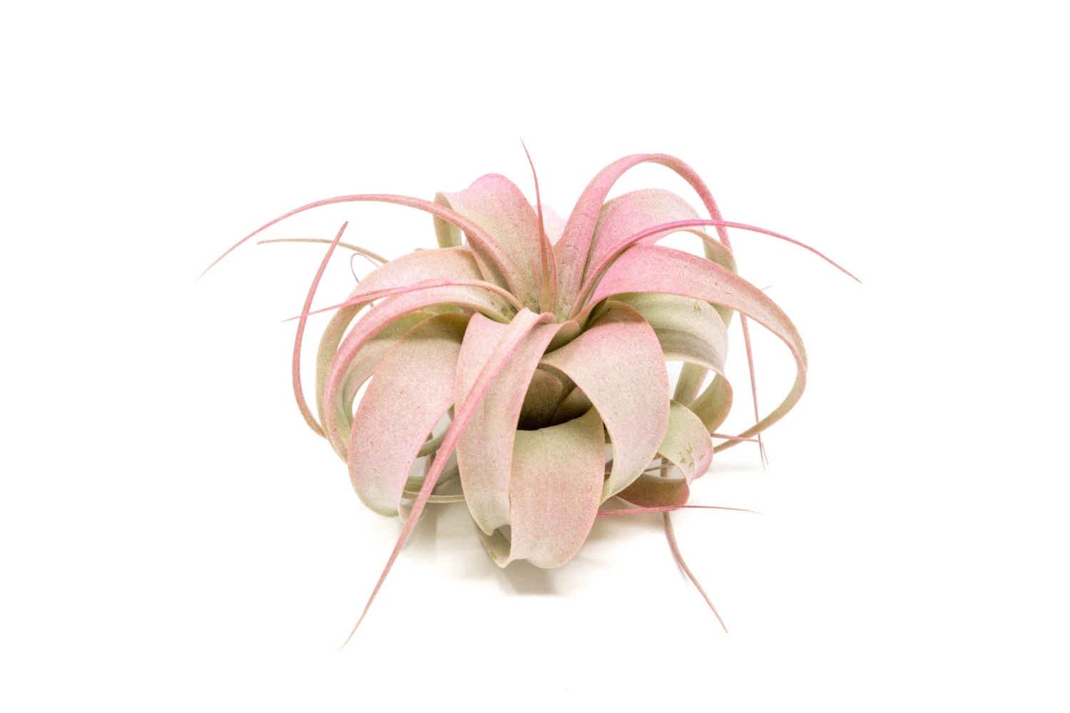 Raspberry Pink Enhanced Tillandsia Xerographica Air Plant - Single