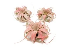 Red Enhanced Tillandsia Air Plants - Colorful Air Plants -Air Plant Supply Store Enhanced Colored Tillandsia Air Plant Xerographica Red 1