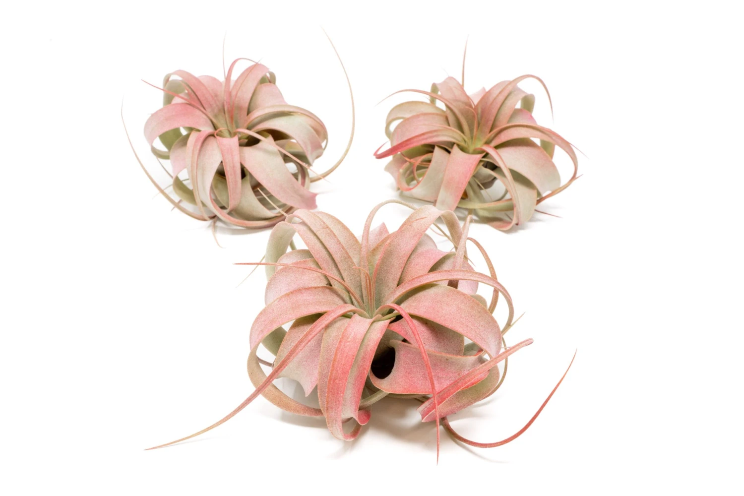 Red Enhanced Tillandsia Air Plants - Colorful Air Plants - Image 3