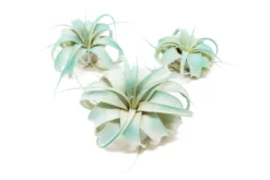 Teal Blue Enhanced Tillandsia Air Plants - Colorful Air Plants -Air Plant Supply Store Enhanced Colored Tillandsia Air Plant Xerographica Teal Blue 1 scaled