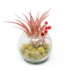Festive Terrarium With Green Reindeer Moss, Berry Sprig, & Tillandsia Red Abdita Air Plant