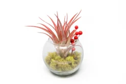 Festive Terrarium With Green Reindeer Moss, Berry Sprig, & Tillandsia Red Abdita Air Plant