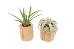 Gift Wrapped Set Of 2 Large Driftwood Containers With Assorted Tillandsia Air Plants