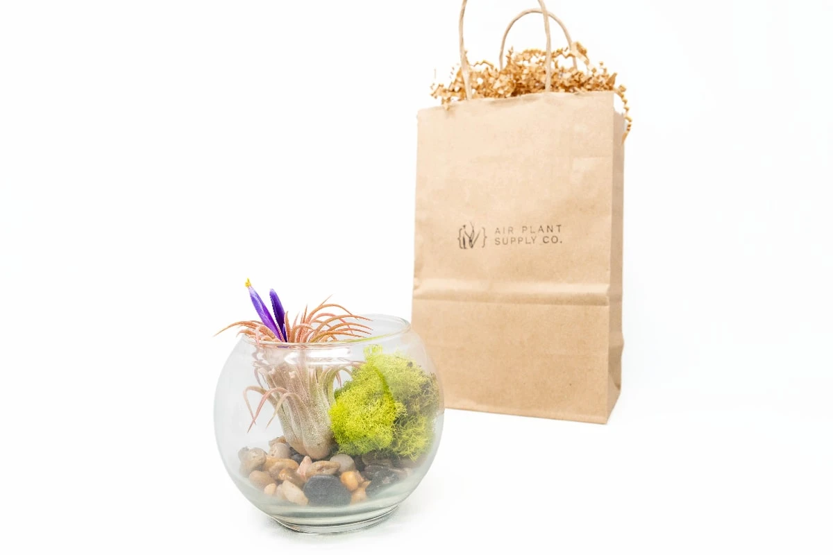 Gift Wrapped Terrarium Kits With Tillandsia Air Plants 1 Gift Wrapped Terrarium Kits With Tillandsia Air Plants