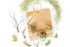 Gift Wrapped Air Plant Grab Bag Of 10 Small & Medium Plants, Tillandsia Fertilizer & Air Plant Mister