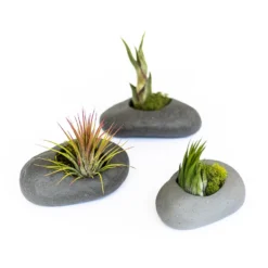 Gray Ceramic Stone Tillandsia Air Plant Holder -Air Plant Supply Store Gray Ceramic Stone Air Plants 1