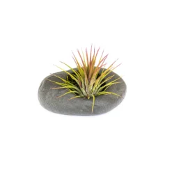 Sets Of 3, 6 Or 9 Gray Ceramic Stone Tillandsia Air Plant Holder -Air Plant Supply Store Gray Ceramic Stone Air Plants 2 15cc3887 fa44 4d16 a75a a0a413f72096