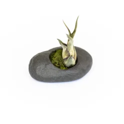 Sets Of 3, 6 Or 9 Gray Ceramic Stone Air Plant Holders With Assorted Tillandsia Air Plants -Air Plant Supply Store Gray Ceramic Stone Air Plants 3 38e38dd9 92e2 4556 ab5b dec89303b469