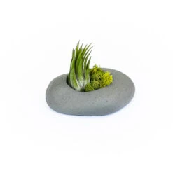 Sets Of 3, 6 Or 9 Gray Ceramic Stone Tillandsia Air Plant Holder -Air Plant Supply Store Gray Ceramic Stone Air Plants 4