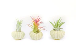Green Urchin With Tillandsia Air Plant -Air Plant Supply Store Green Urchins 4 scaled