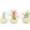 Green Urchins With Tillandsia Air Plants - Set Of 3, 6 Or 9