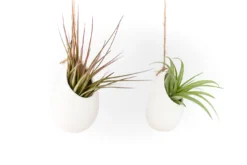 Large Ivory Ceramic Vase With Tillandsia Sparkler Air Plant 8 Large Ivory Ceramic Vase With Tillandsia Sparkler Air Plant -Air Plant Supply Store Hanging Ivory Ceramic Container Plants 1 e3521e96 4c75 4e11 80ec d7e61442c1d4