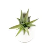 Small Ivory Ceramic Container - Choose Your Custom Tillandsia Air Plant