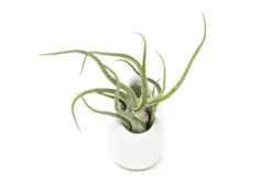 Small Ivory Ceramic Hanging Planter With Flat Bottom -Air Plant Supply Store Hanging Ivory Ceramic Containers 18 scaled