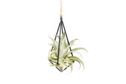 Hanging Metal Pendant With Custom Tillandsia Air Plants -Air Plant Supply Store Hanging Metal Pendant Tillandsia Air Plants 1 247eba50 9c81 4608 9791 3224862237e2 scaled