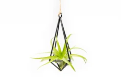 Hanging Metal Pendant With Custom Tillandsia Air Plants -Air Plant Supply Store Hanging Metal Pendant Tillandsia Air Plants 2 scaled
