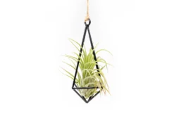 Hanging Metal Pendant With Assorted Tillandsia Air Plants -Air Plant Supply Store Hanging Metal Pendant Tillandsia Air Plants 3 scaled