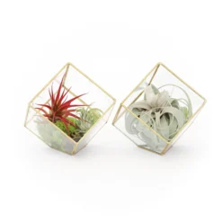 Heptahedron Geometric Glass Terrariums - Set Of 2 - With Tillandsia Red Abdita, Ionantha And Small Xerographica