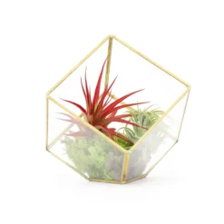 Heptahedron Geometric Glass Terrarium With Tillandsia Red Abdita And Ionantha Air Plants
