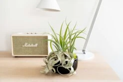 Large Fully Assembled Air Plant Bowl Garden -Air Plant Supply Store Hotel Lifestyle Wholesale 1