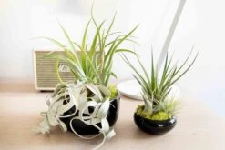Large Fully Assembled Air Plant Bowl Garden -Air Plant Supply Store Hotel Lifestyle Wholesale 23