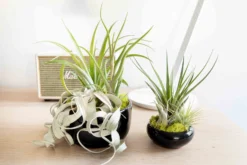Large Fully Assembled Air Plant Bowl Garden -Air Plant Supply Store Hotel Lifestyle Wholesale 23 scaled