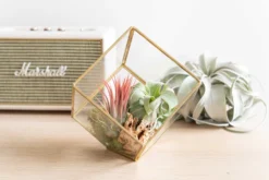 Heptahedron Geometric Glass Terrarium With Tillandsia Red Abdita And Ionantha Air Plants -Air Plant Supply Store Hotel Lifestyle Wholesale 8 4a9351a2 c1c6 442d b84c dbafcd5bce6c scaled