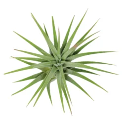 Tillandsia Ionantha Huamelula Maxima Air Plants - Rare -Air Plant Supply Store Huamelula2