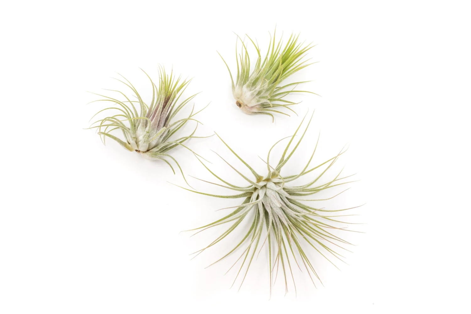 SALE - XL Tillandsia Ionantha Guatemala Air Plants - Set Of 10 Or 20 - 40% Off 4 SALE - XL Tillandsia Ionantha Guatemala Air Plants - Set Of 10 Or 20 - 40% Off - Image 4