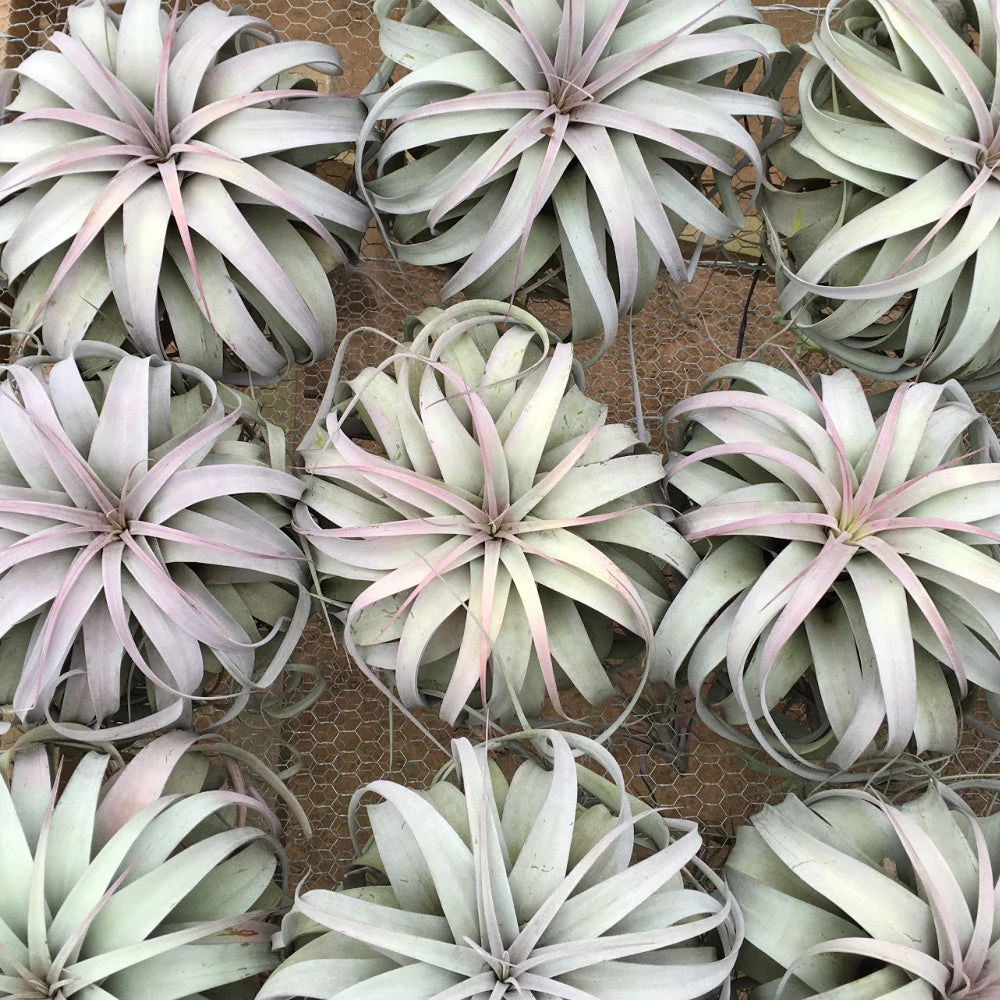 SALE - Spectacular Jumbo Tillandsia Xerographica - Set Of 3 Or 6 - 40% Off 3 SALE - Spectacular Jumbo Tillandsia Xerographica - Set Of 3 Or 6 - 40% Off - Image 3