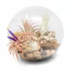 Large Hand-Blown Glass Terrarium With 3 Tillandsia Ionantha Air Plants