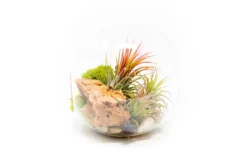 Large Hand-Blown Glass Terrarium With 3 Tillandsia Ionantha Air Plants -Air Plant Supply Store Large Glass Terrarium Three Tillandsia Ionantha Guatemala Air Plants 3 scaled