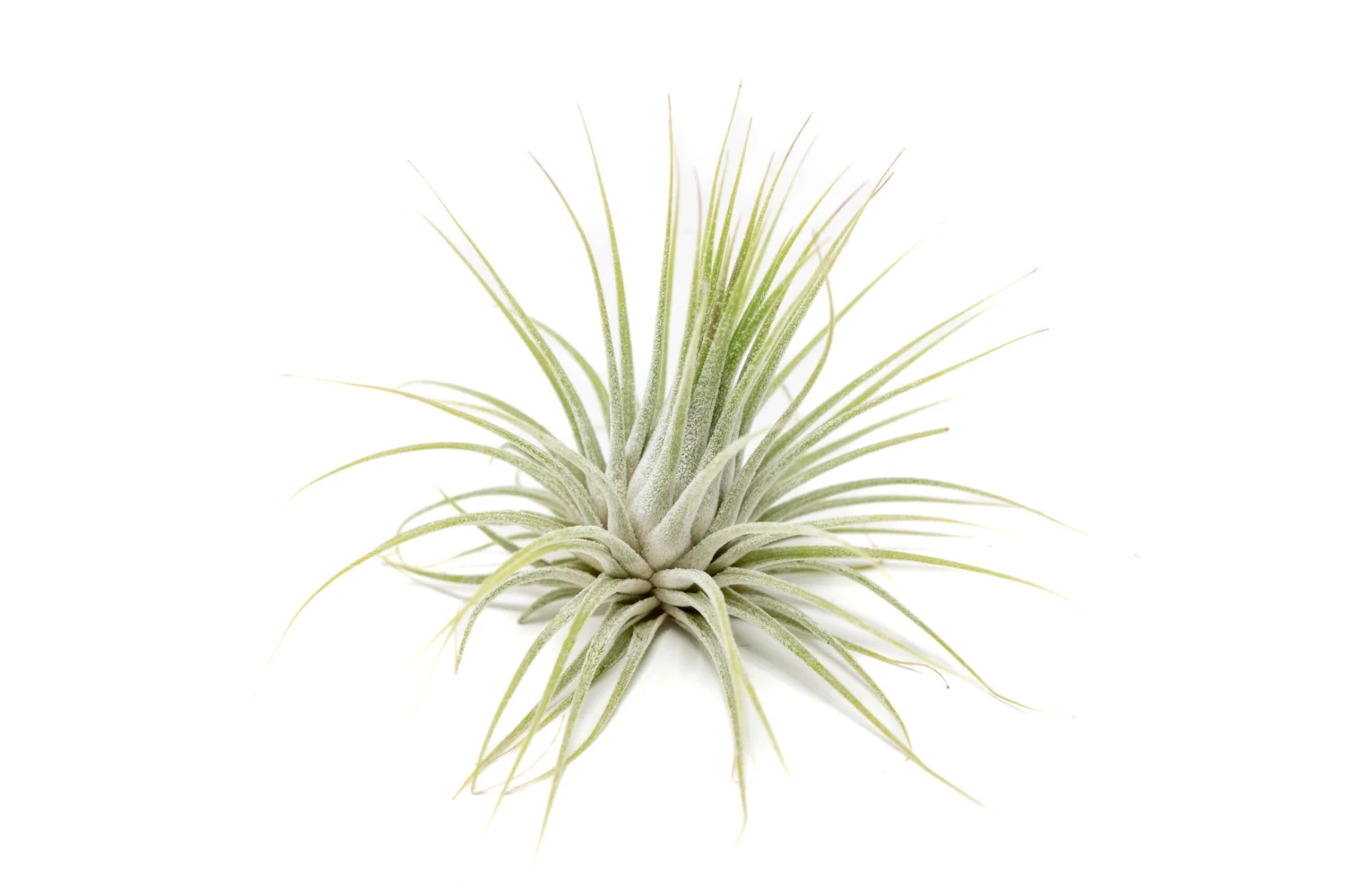 SALE - XL Tillandsia Ionantha Guatemala Air Plants - Set Of 10 Or 20 - 40% Off 2 SALE - XL Tillandsia Ionantha Guatemala Air Plants - Set Of 10 Or 20 - 40% Off - Image 2