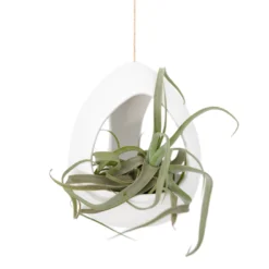 Large White Ceramic Hanging Pod -Air Plant Supply Store Large White Ceramic Hanging Pod Air Plant 1