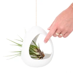 Large White Ceramic Hanging Pod With Two Assorted Tillandsia Plants -Air Plant Supply Store Large White Ceramic Hanging Pod Air Plant 5 87be534b 9d9a 4d56 b75a 165d6fd8d56b
