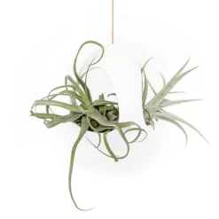 Large White Ceramic Hanging Pod With Two Assorted Tillandsia Plants